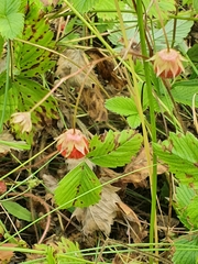 Fragaria viridis