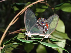 Haetera piera