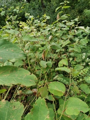 Reynoutria × bohemica