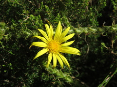 Cullumia reticulata