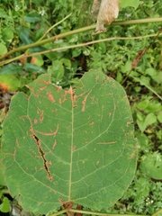 Reynoutria × bohemica