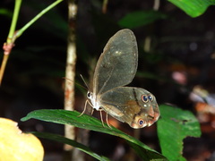 Haetera piera
