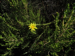 Cullumia reticulata