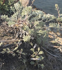 Artemisia furcata