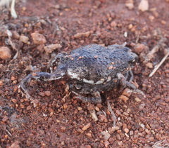 Pseudophryne guentheri