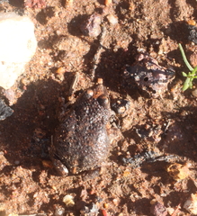 Pseudophryne guentheri