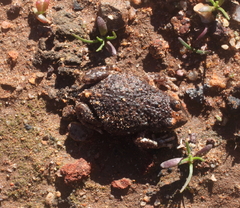 Pseudophryne guentheri