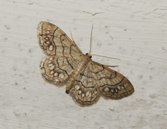 Idaea moniliata
