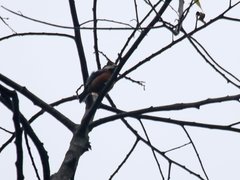 Sittiparus castaneoventris