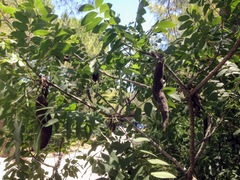 Pistacia terebinthus palaestina
