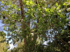 Pistacia terebinthus palaestina