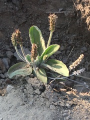 Plantago camtschatica