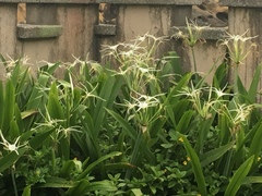 Hymenocallis speciosa