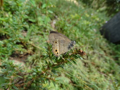 Moneuptychia vitellina