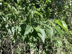 Populus × hinckleyana