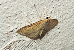Paratalanta hyalinalis