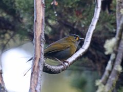 Liocichla steerii