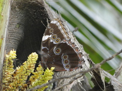 Morpho helenor achillaena