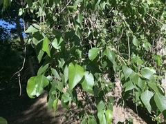 Populus × hinckleyana