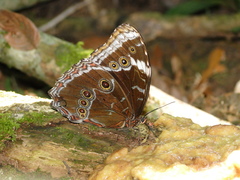 Morpho helenor achillaena