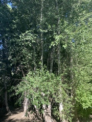 Populus × hinckleyana