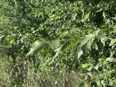 Populus × hinckleyana