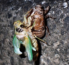 Cryptotympana facialis