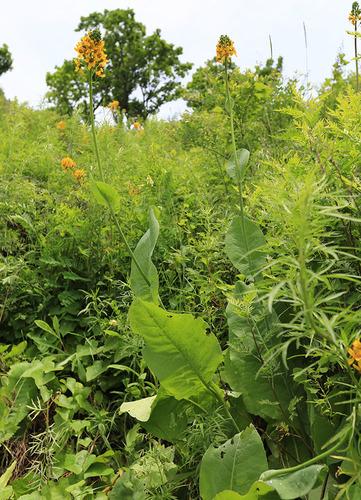Ligularia schmidtii