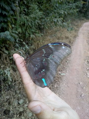 Morpho menelaus coeruleus