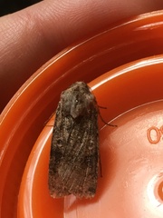Agrotis segetum