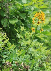Ligularia schmidtii