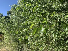 Populus × hinckleyana