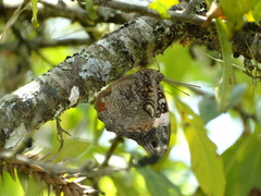 Opsiphanes quiteria