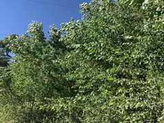 Populus × hinckleyana