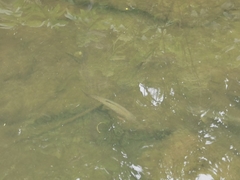 Salmo trutta