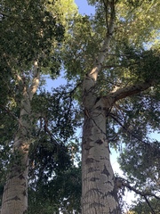 Populus × hinckleyana