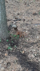 Sciurus vulgaris