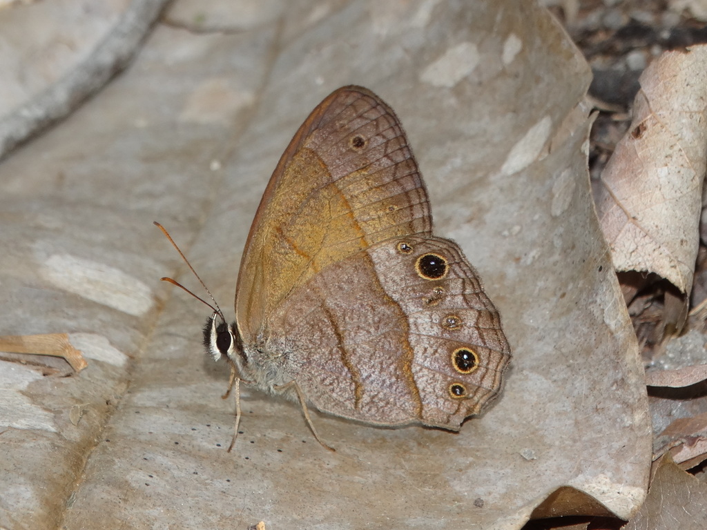 Moneuptychia romanina