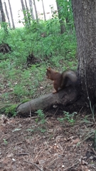 Sciurus vulgaris