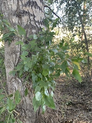 Populus × hinckleyana