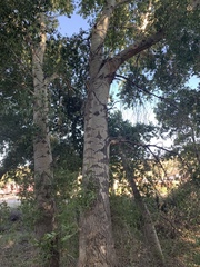 Populus × hinckleyana