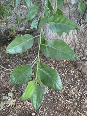 Populus × hinckleyana
