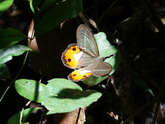 Pierella nereis