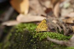 Ampittia virgata