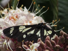 Gnophaela latipennis