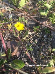 Potentilla stolonifera