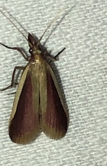 Peoria approximella