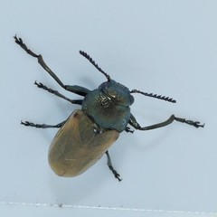Labidostomis longimana