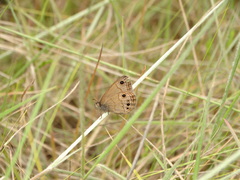 Stegosatyrus ocelloides