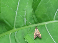 Nemophora degeerella